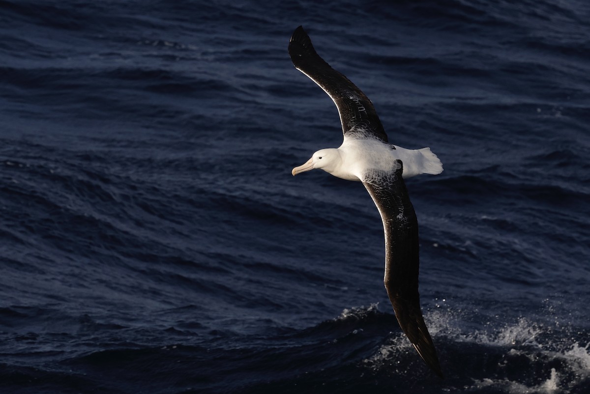 Southern Royal Albatross - ML647483665