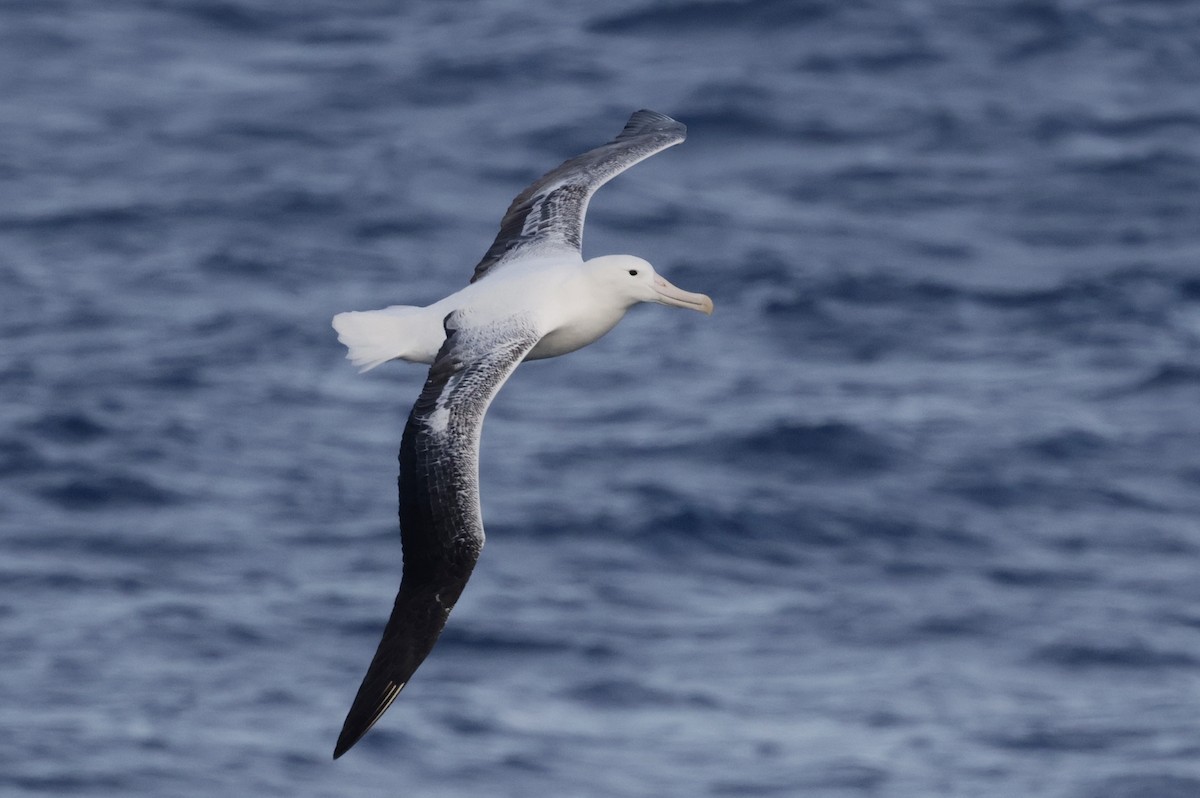 Southern Royal Albatross - ML647483666