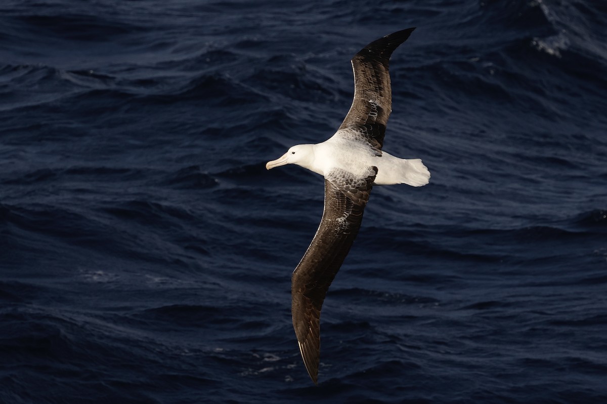 Southern Royal Albatross - ML647483667