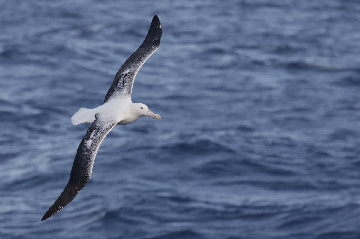 Southern Royal Albatross - ML647483668