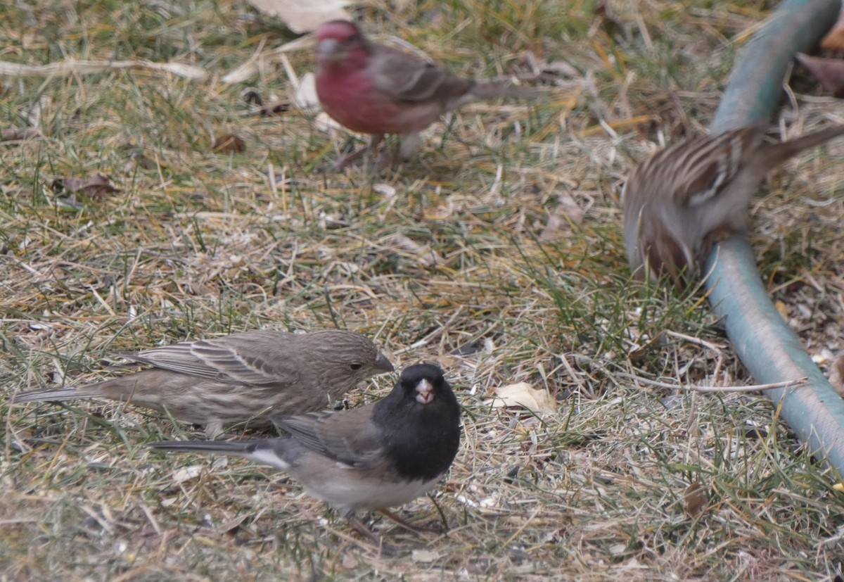 Dark-eyed Junco (Oregon) - ML647483672