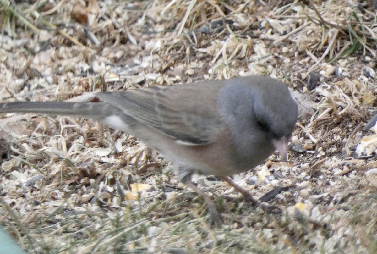 Dark-eyed Junco (Pink-sided) - ML647483681