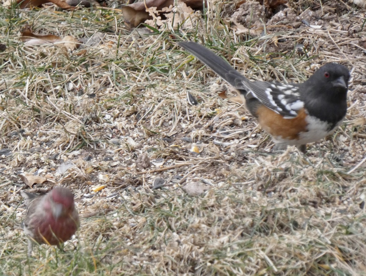 Spotted Towhee - ML647483692