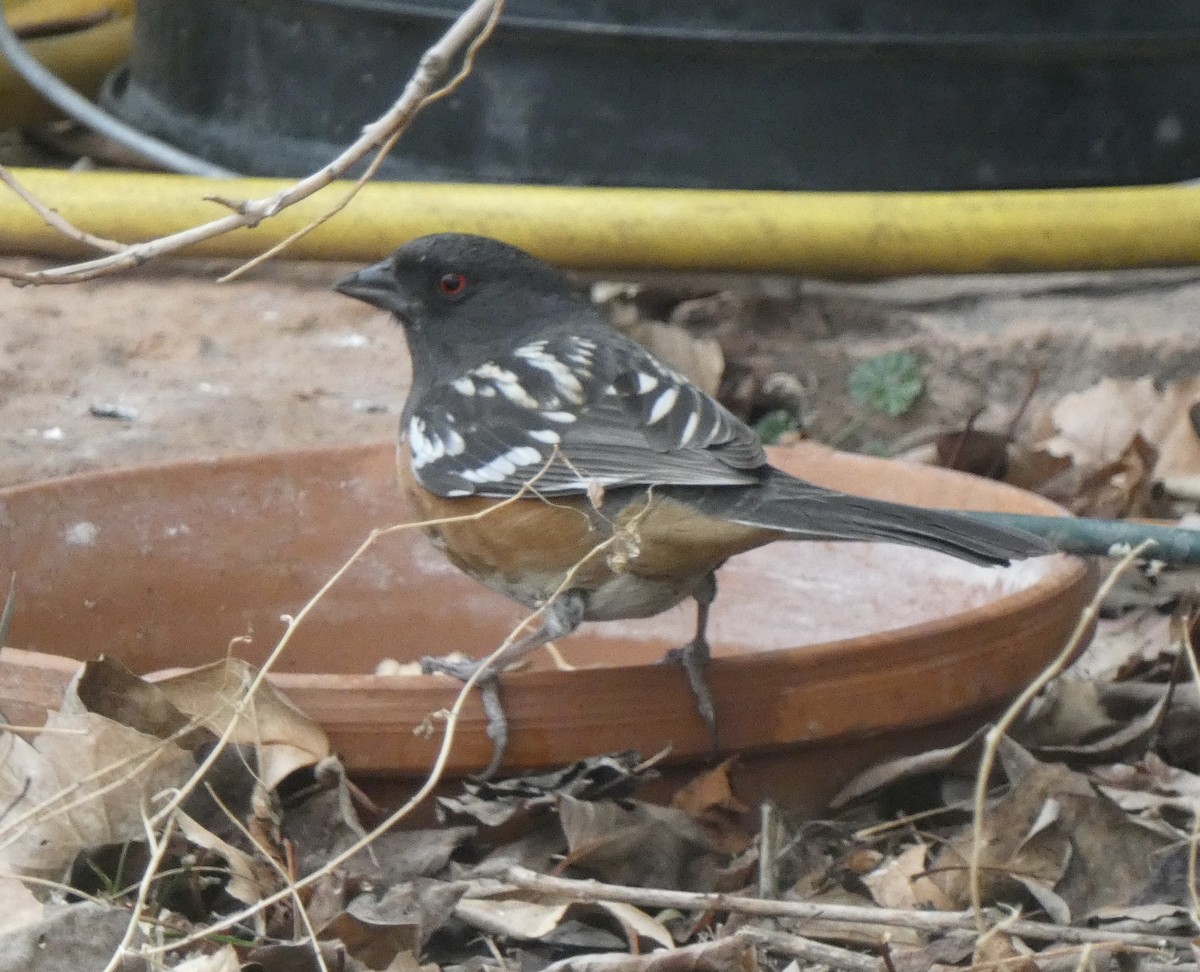 Spotted Towhee - ML647483696