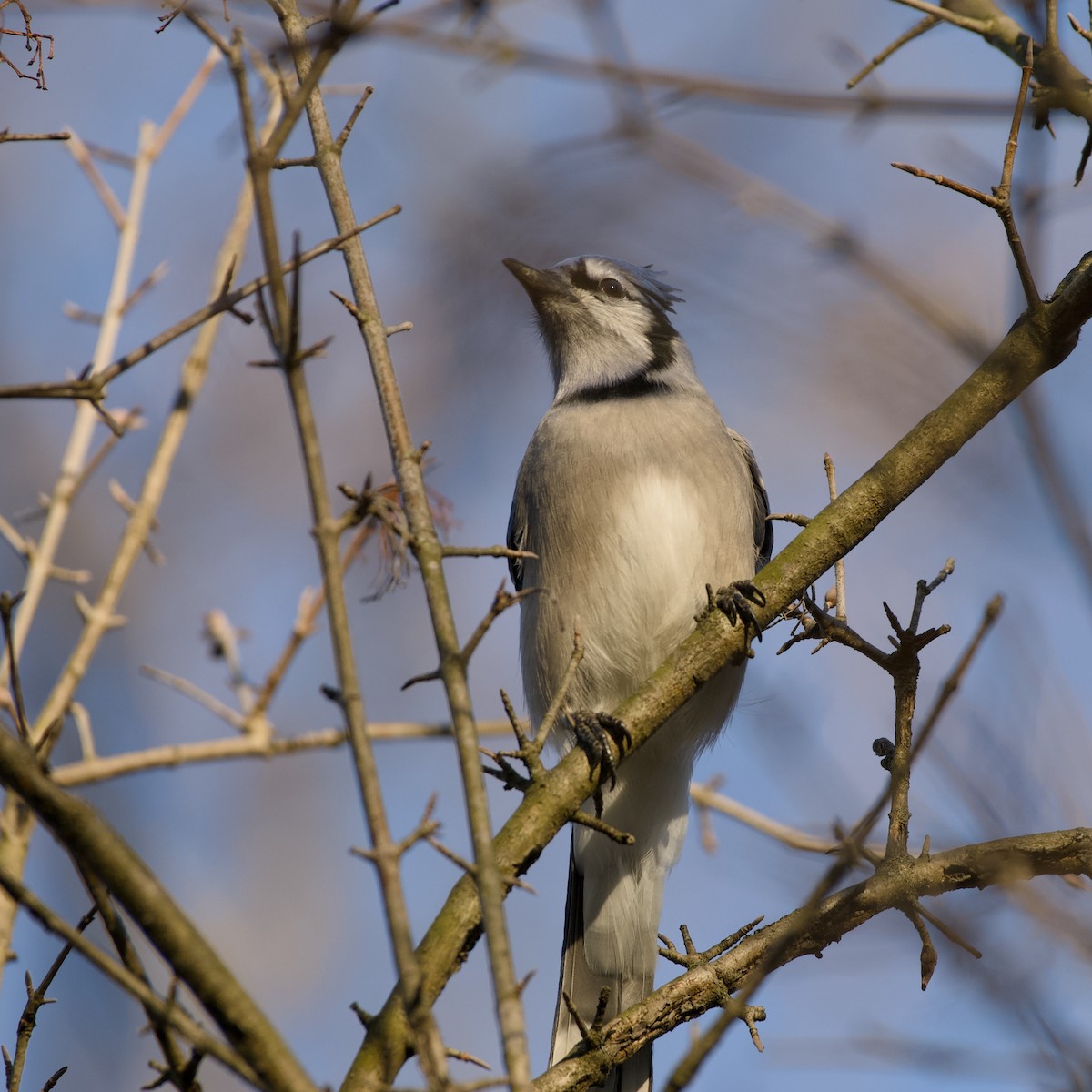Blue Jay - ML647483698