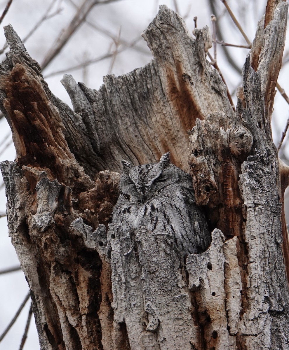 Western Screech-Owl - ML647483709