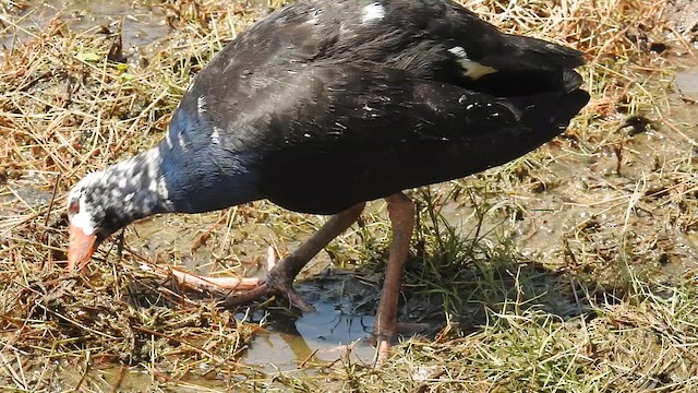 Австралийская султанка - ML647483712