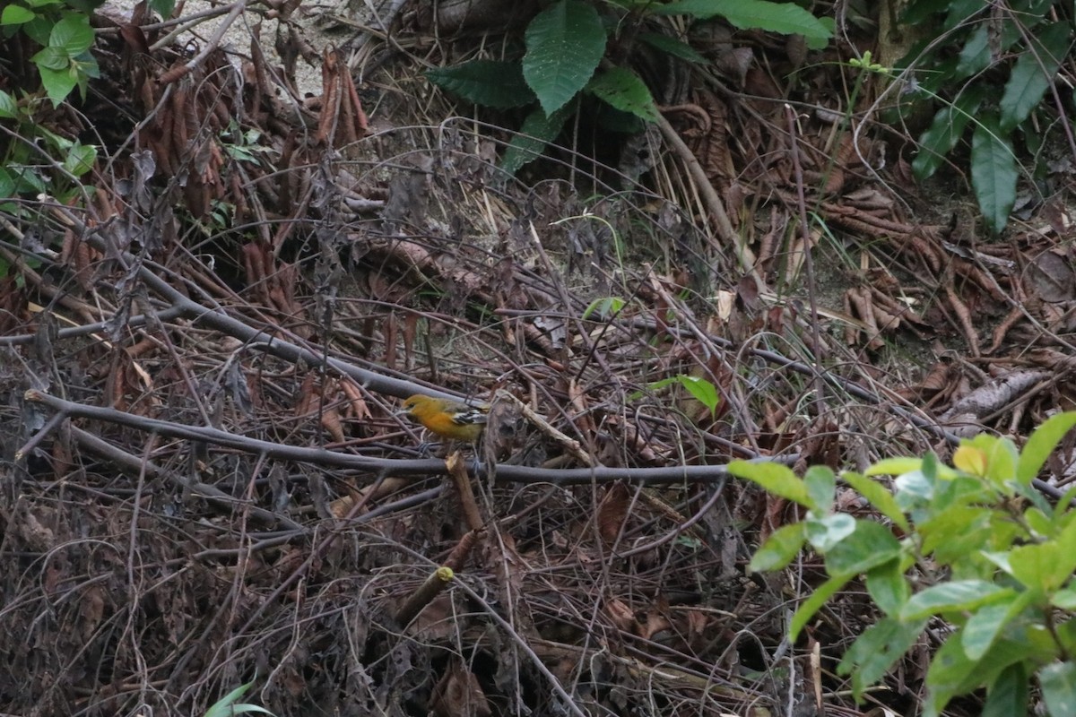 Baltimore Oriole - ML647483722