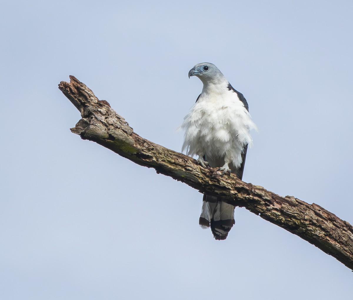 Gray-headed Kite - ML647483731