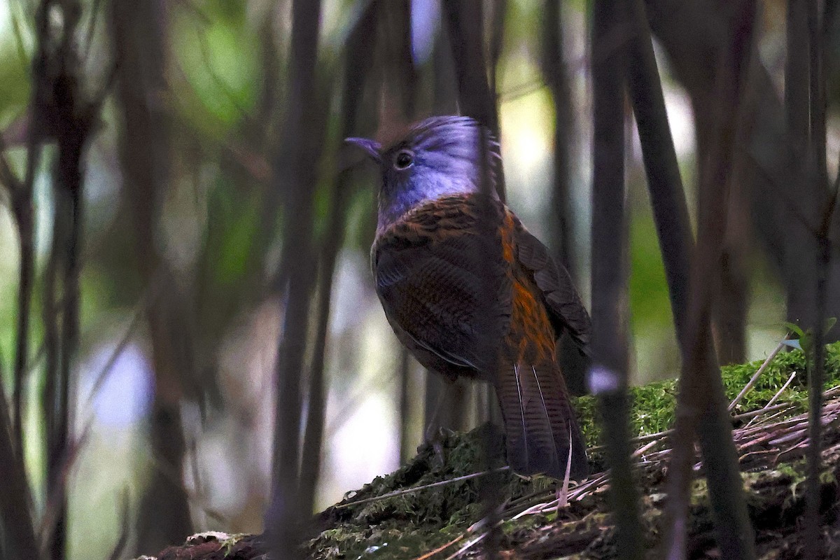 Streaked Barwing - ML647483734