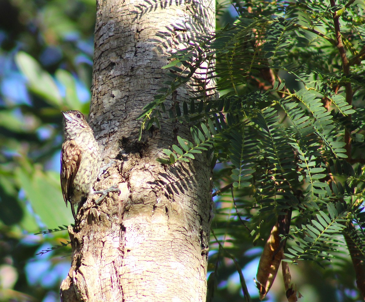 Scaled Piculet - ML647483736