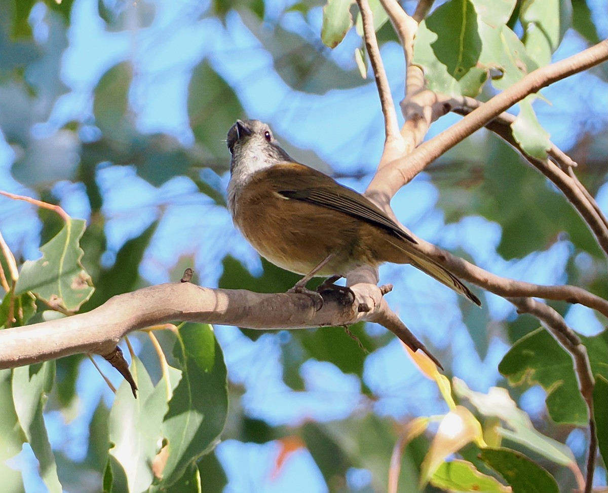 Olive Whistler - ML647483741