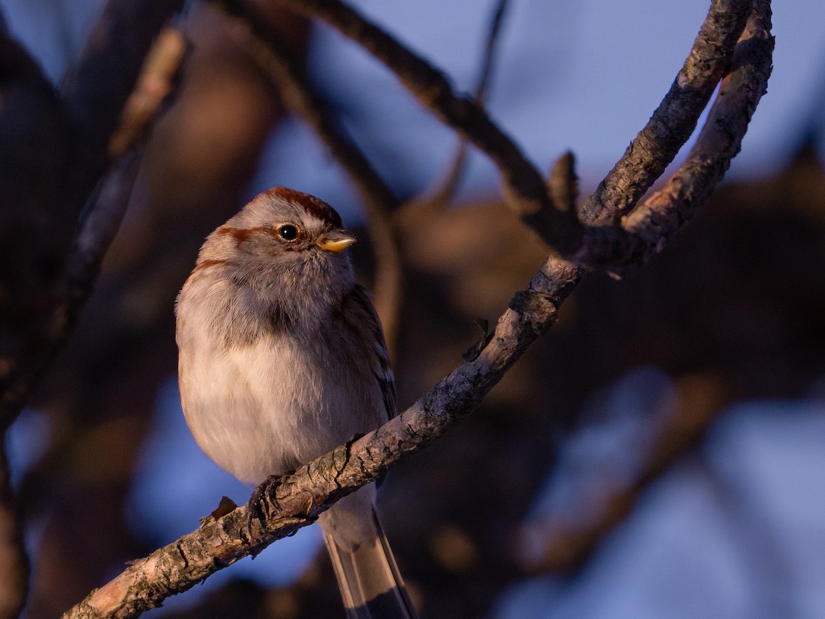 American Tree Sparrow - ML647483742