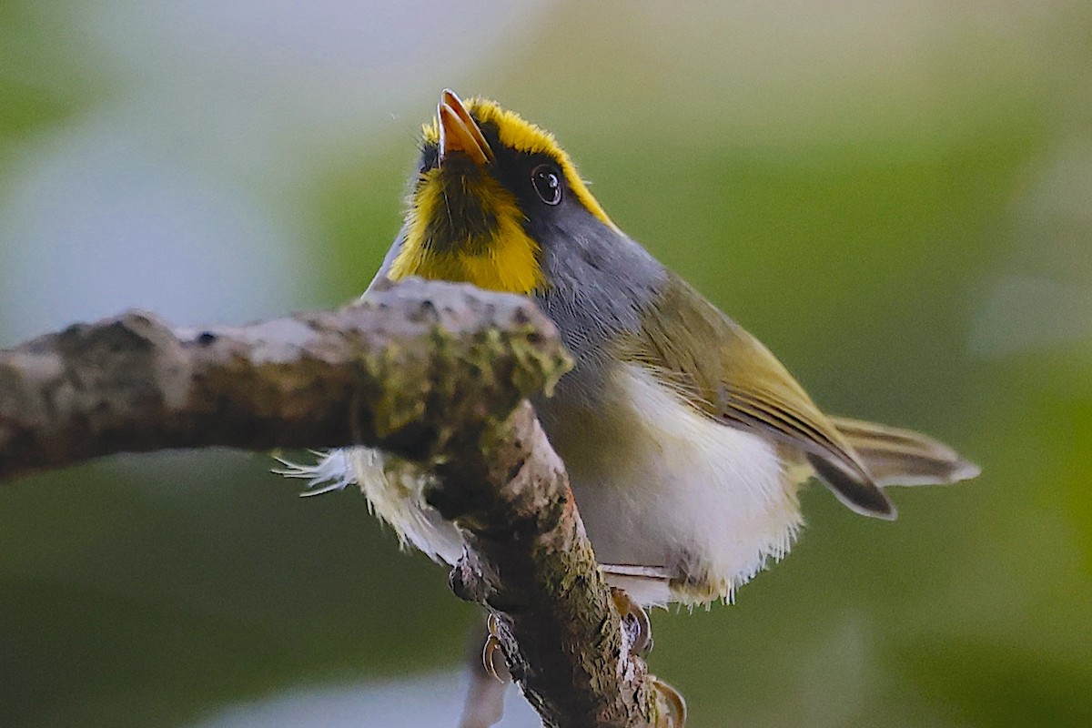 Black-faced Warbler - ML647483744