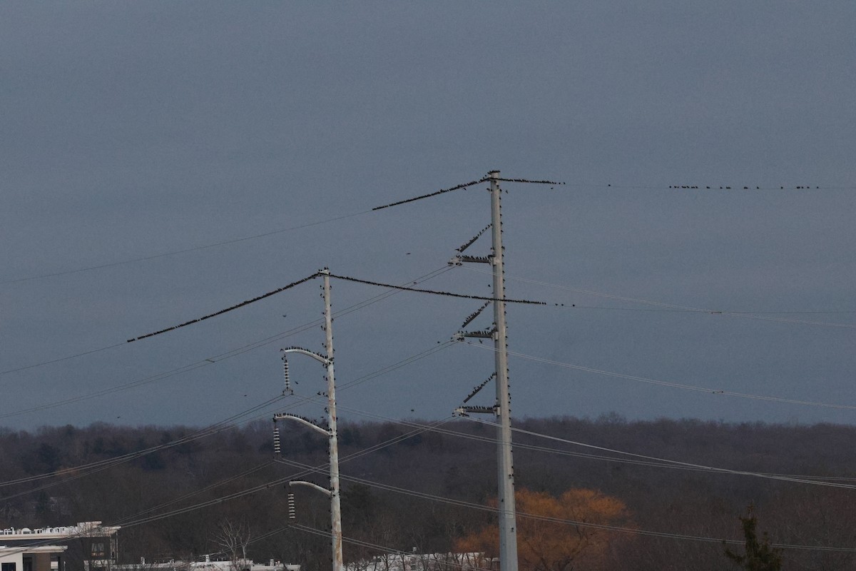 European Starling - ML647483745