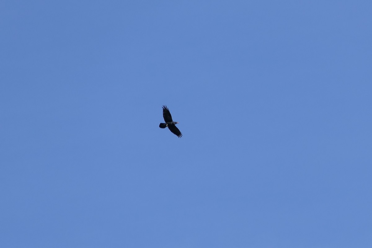 Common Raven - ML647483746