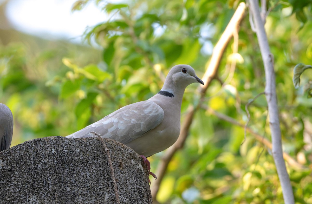 Eurasian Collared-Dove - ML647483747