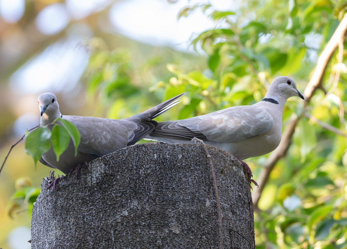 Eurasian Collared-Dove - ML647483748