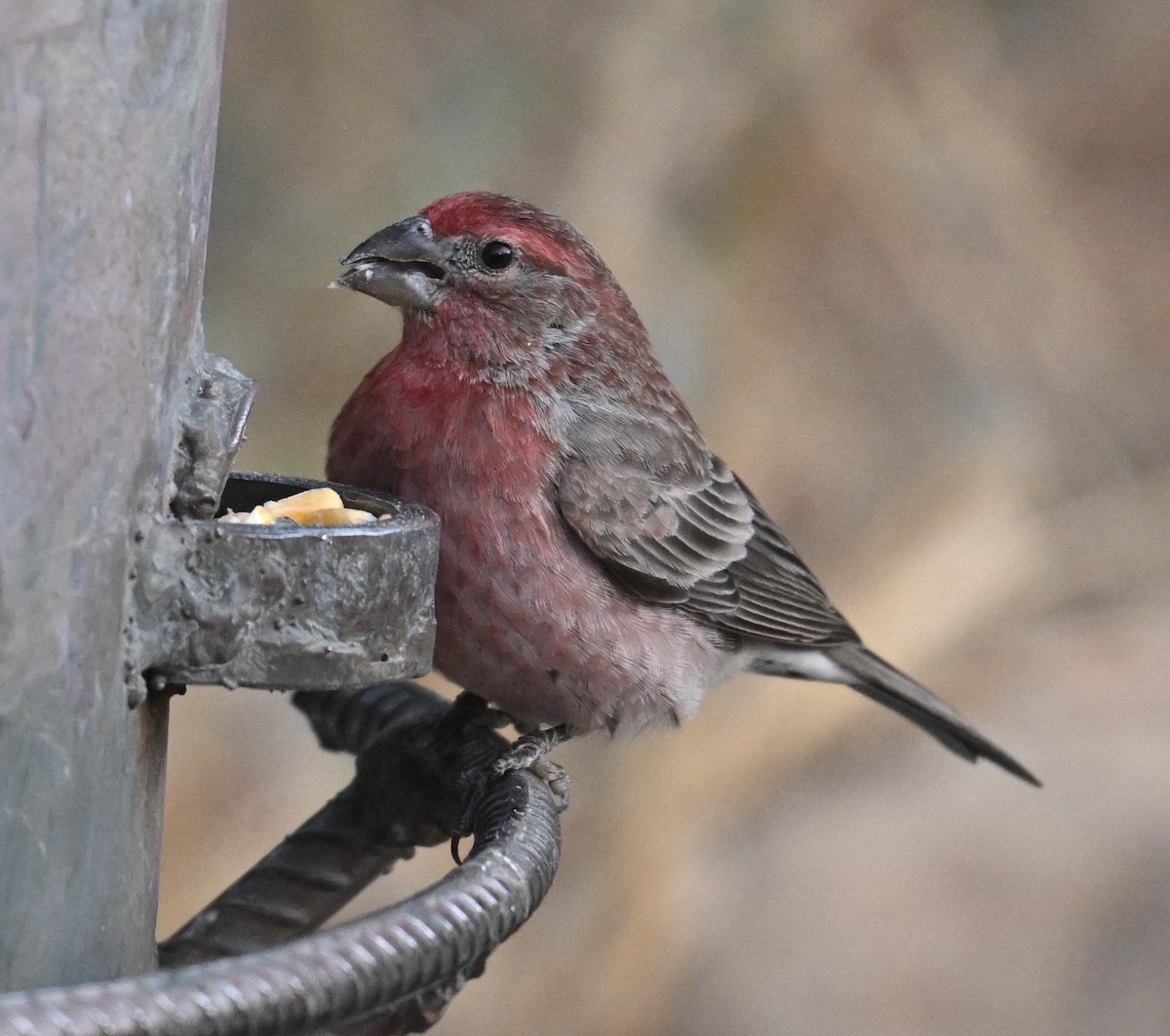 House Finch - ML647483752