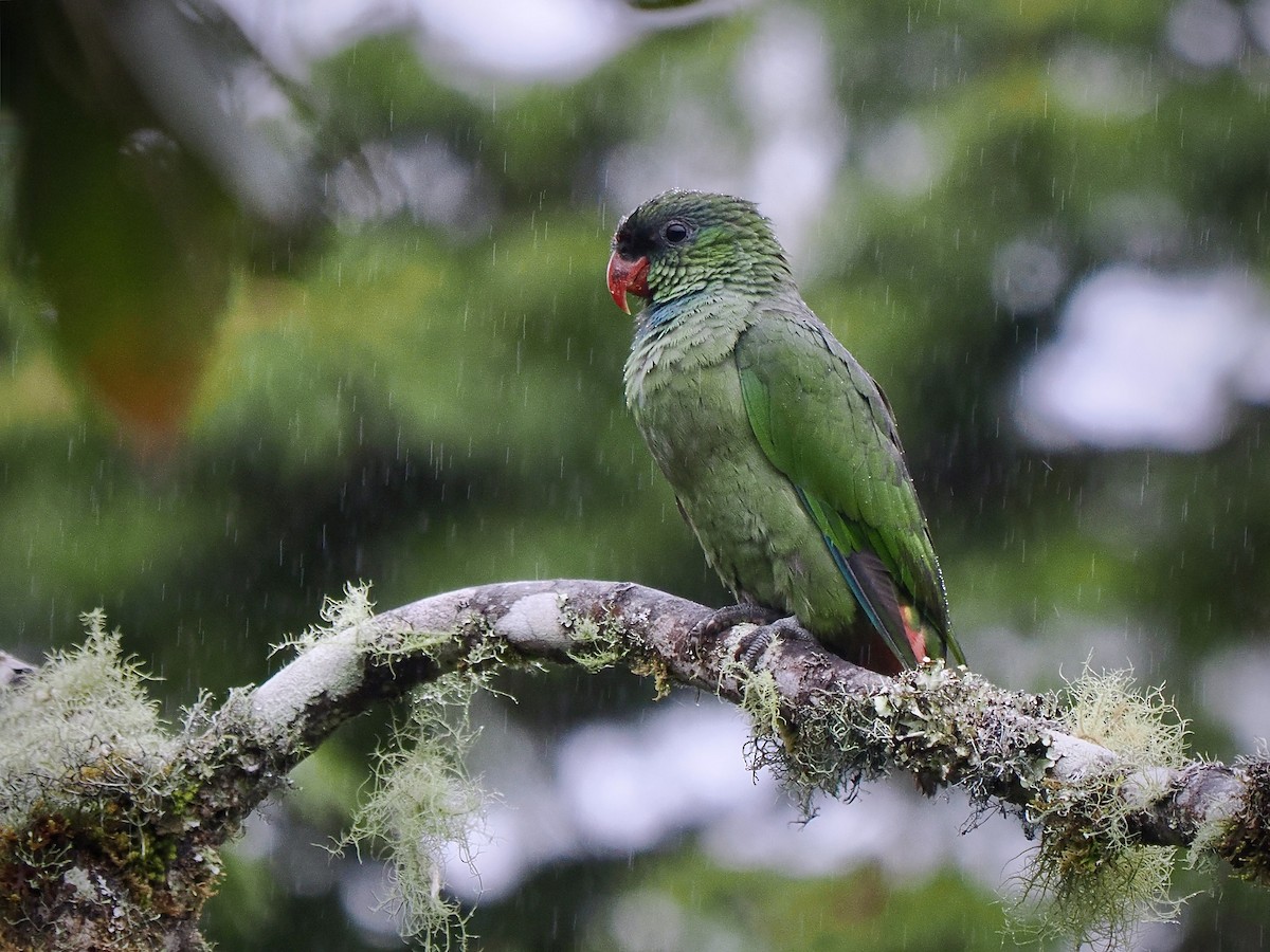 Red-billed Parrot - ML647483753