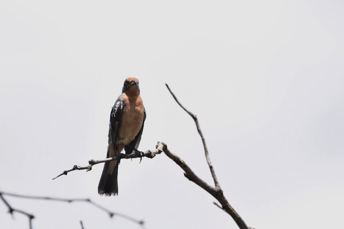 White-tipped Plantcutter - ML647483754