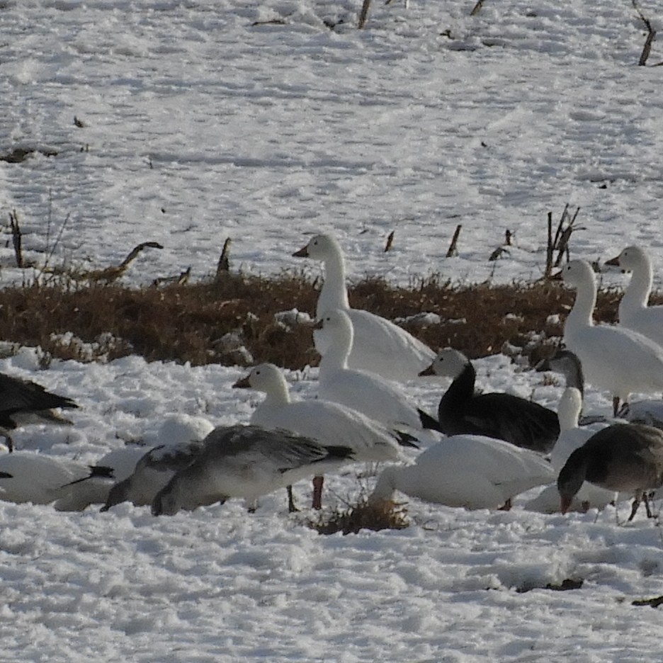 Ross's Goose - ML647483755