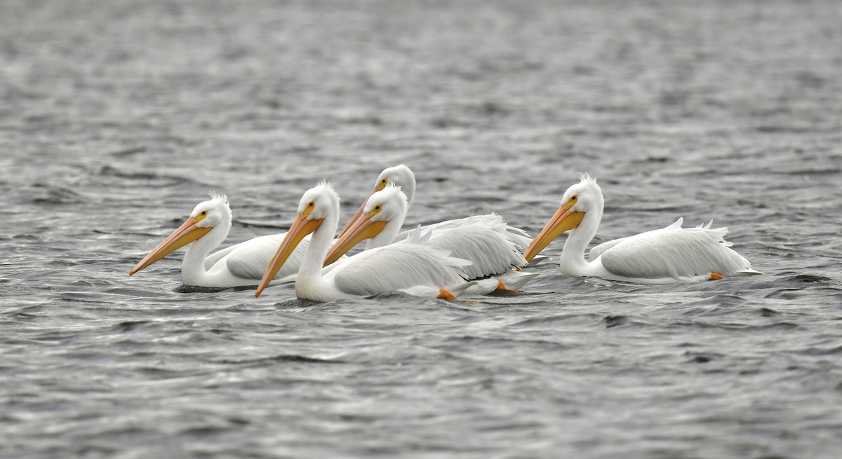 American White Pelican - ML647483756