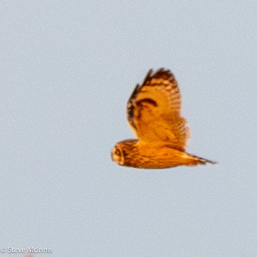 Short-eared Owl - ML647483757