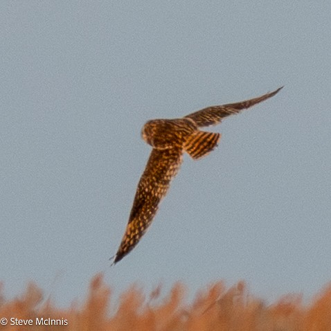 Short-eared Owl - ML647483758