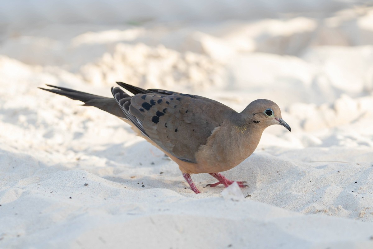 Mourning Dove - ML647483759