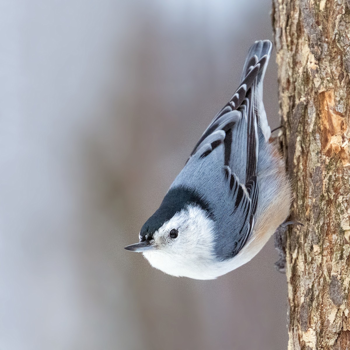 White-breasted Nuthatch - ML647483761