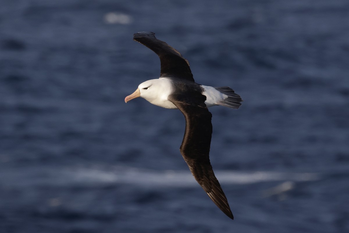 Black-browed Albatross (Black-browed) - ML647483762
