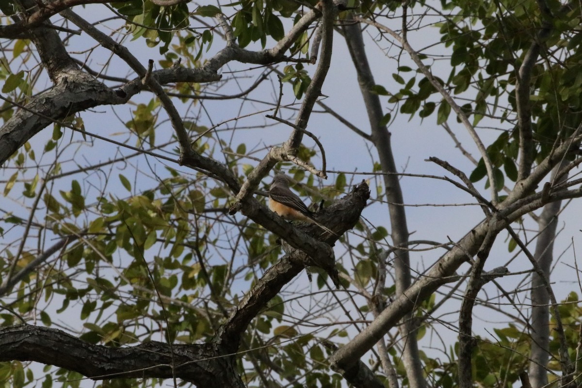 Scissor-tailed Flycatcher - ML647483763