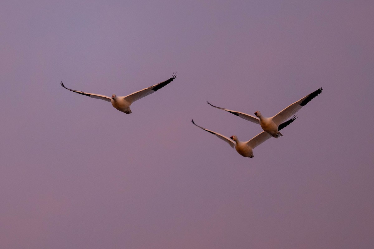 Snow Goose - ML647483764