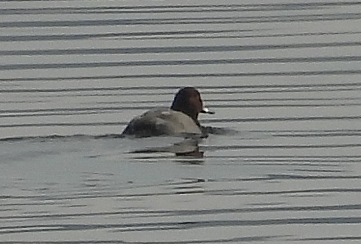 Canvasback - ML647483765