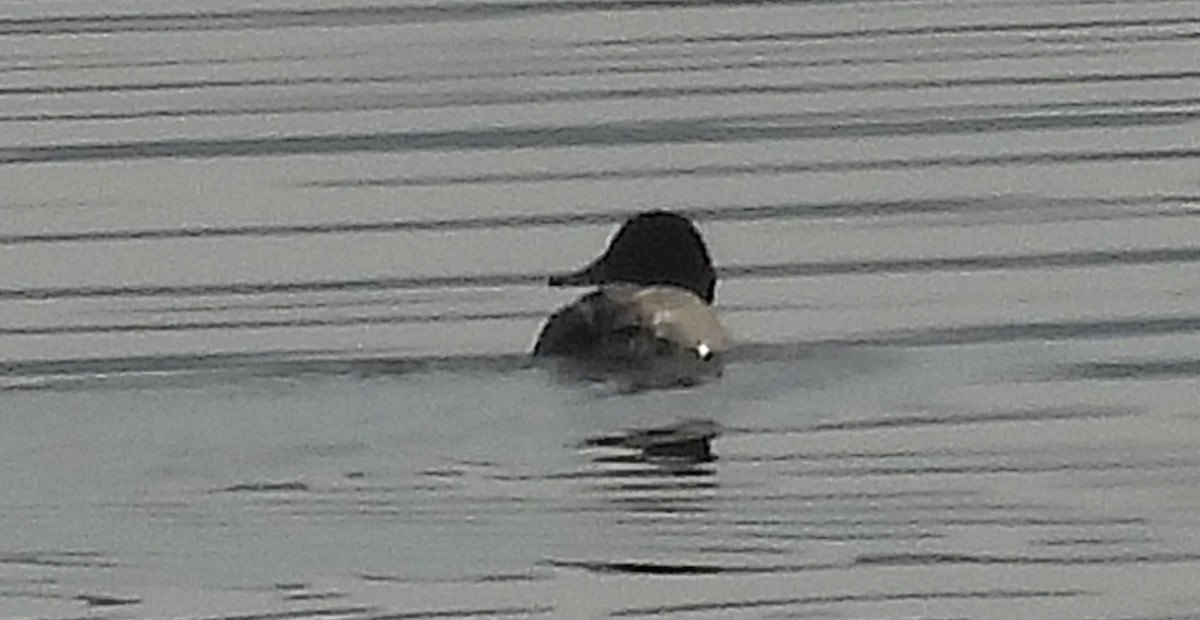 Canvasback - ML647483766