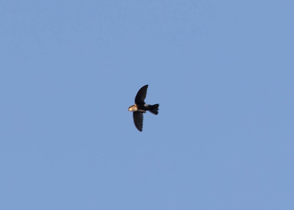 Antillean Palm Swift - ML647483767