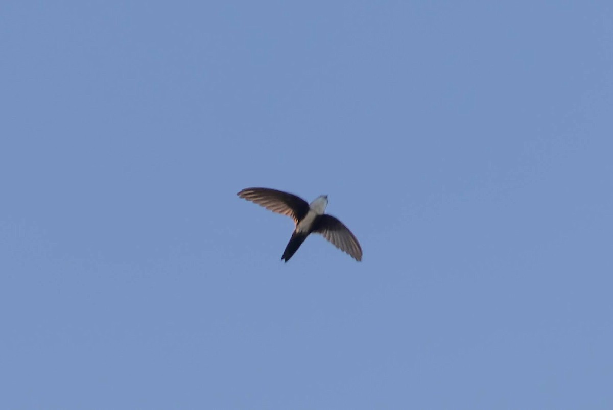 Antillean Palm Swift - ML647483768