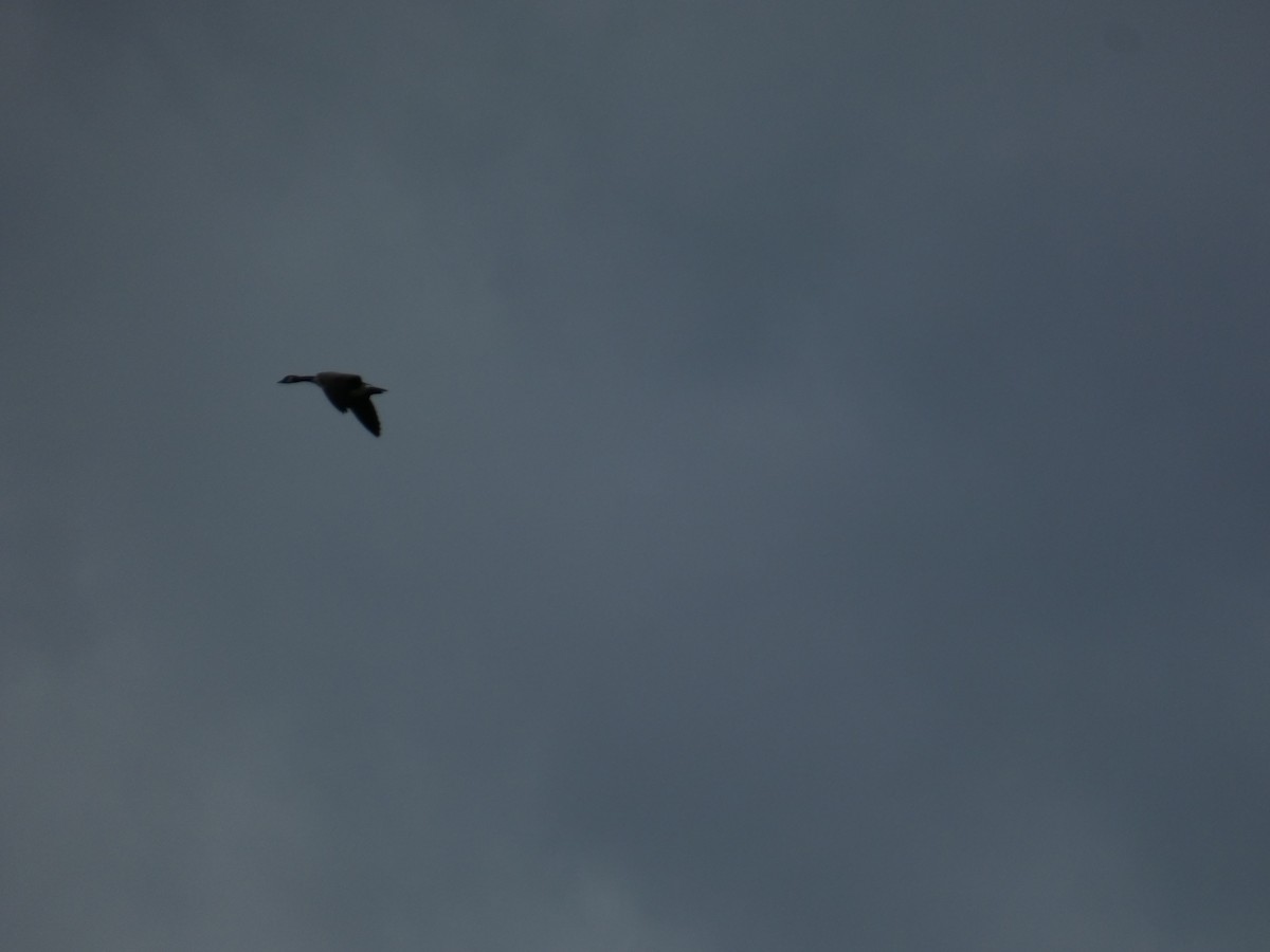 Canada Goose - ML647483769