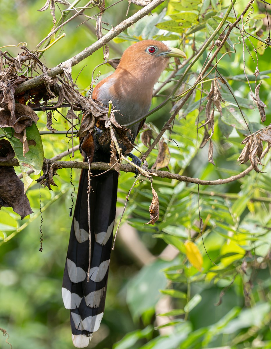 Common Squirrel-Cuckoo - ML647483771
