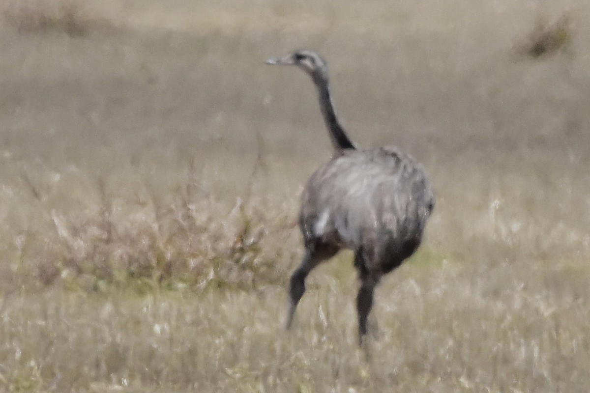 Greater Rhea - ML647483773