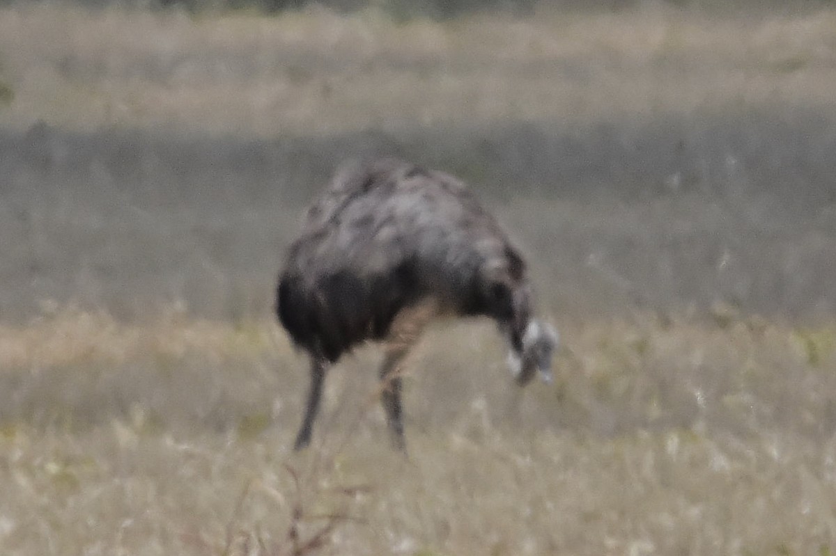Greater Rhea - ML647483774