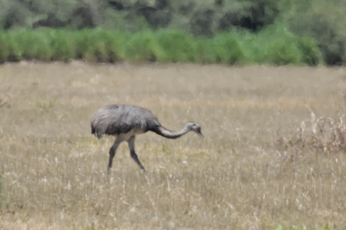 Greater Rhea - ML647483775