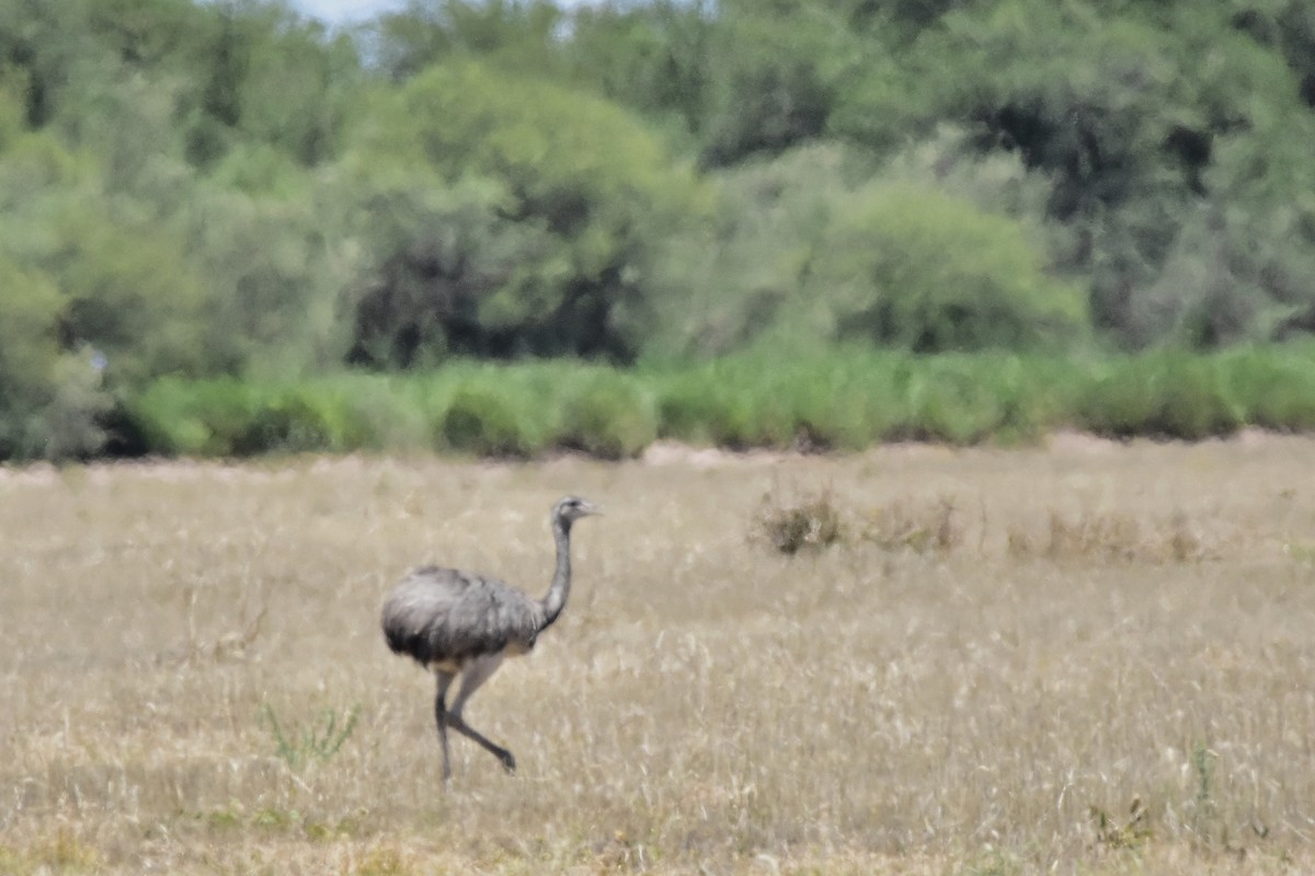 nandu pampový - ML647483776