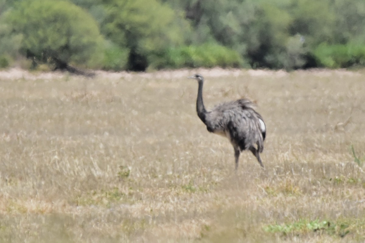 nandu pampový - ML647483777