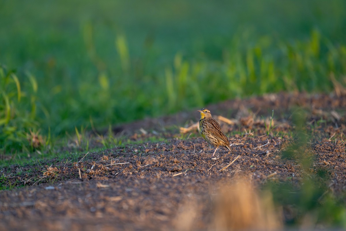 Western Meadowlark - ML647483785