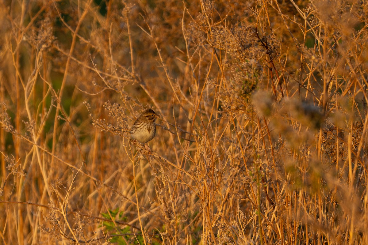 Savannah Sparrow - ML647483791