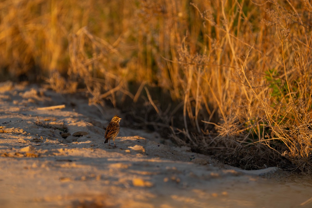 Savannah Sparrow - ML647483792
