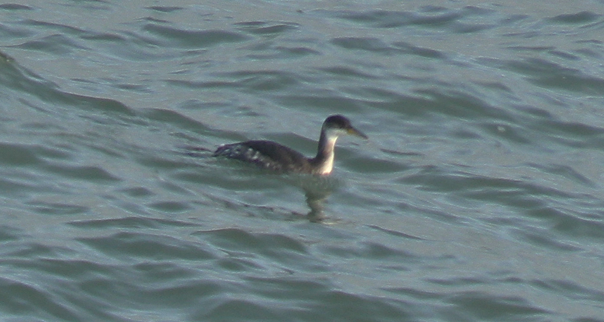 Red-necked Grebe - ML647483808