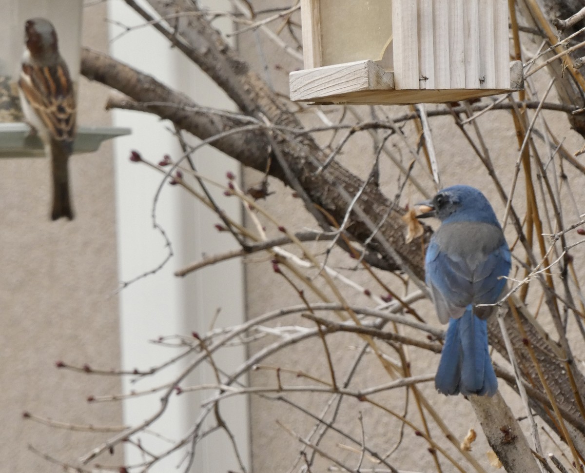 Woodhouse's Scrub-Jay - ML647483820